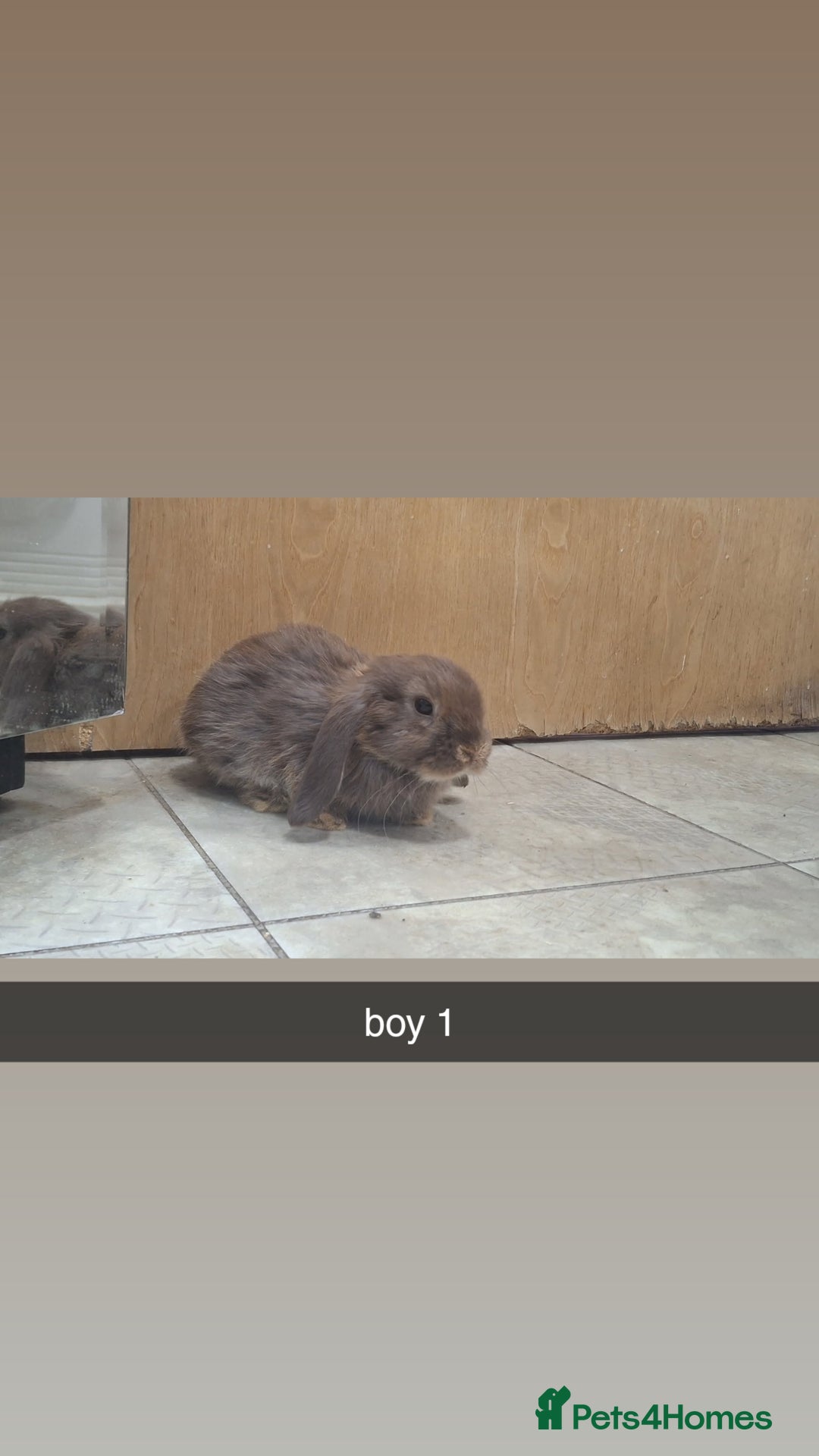 Mini Lop rabbits for sale: 5 beautiful mini lops, 3 boys, 2 girls - Advert 2