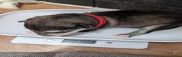 Alaskan Malamute dogs for sale: Champ KC Registered Alaskan Malamute Puppies - Advert 24