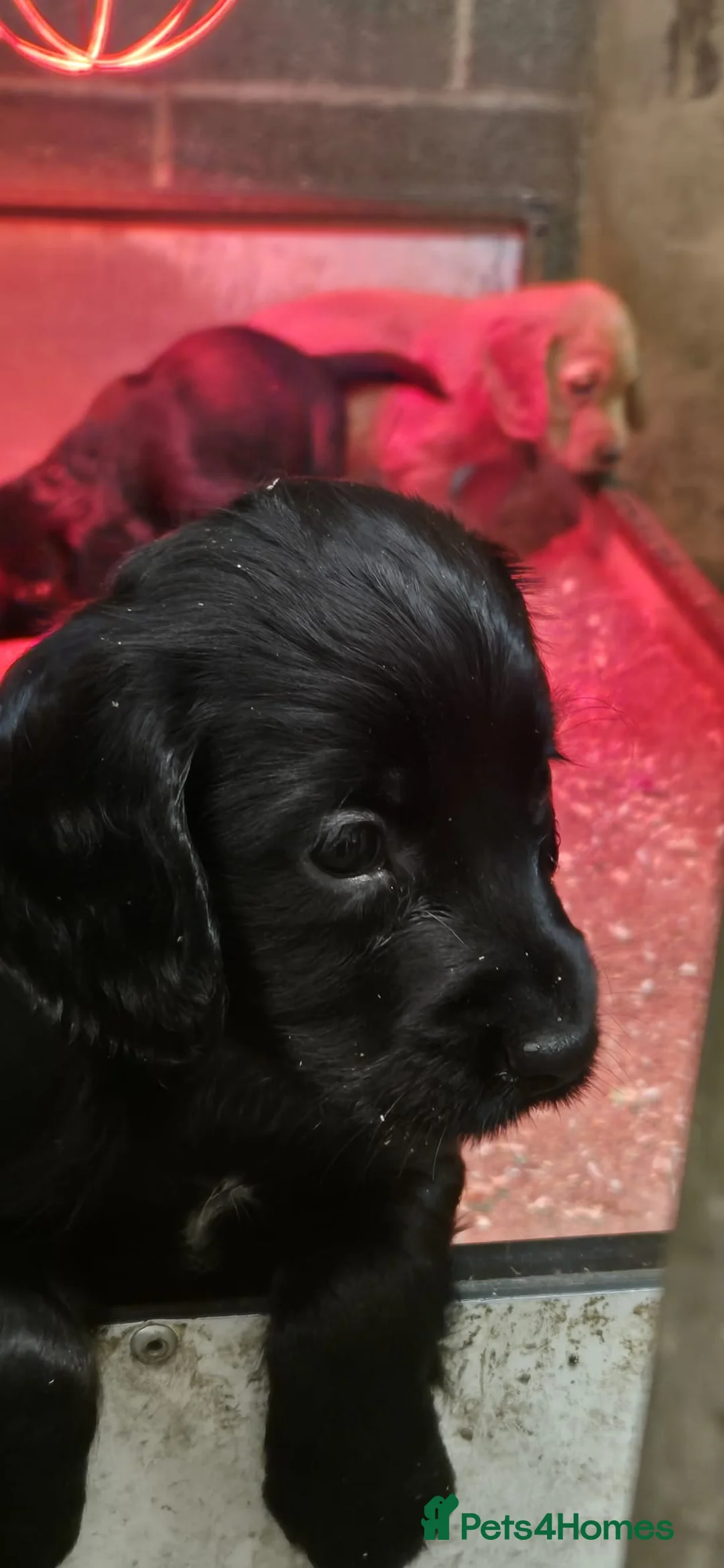 Cocker Spaniel dogs for sale: Stunning FTC Kc registered, Cocker spaniel puppies - Advert 6