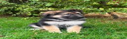 German Shepherd dogs for sale: Pedigree German shepherd puppies  in Ashford - Advert 31