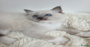 Ragdoll cats - Advert 8