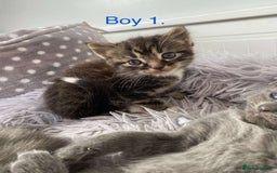 Mixed Breed cats for sale: 5 charming kittens - Image 2