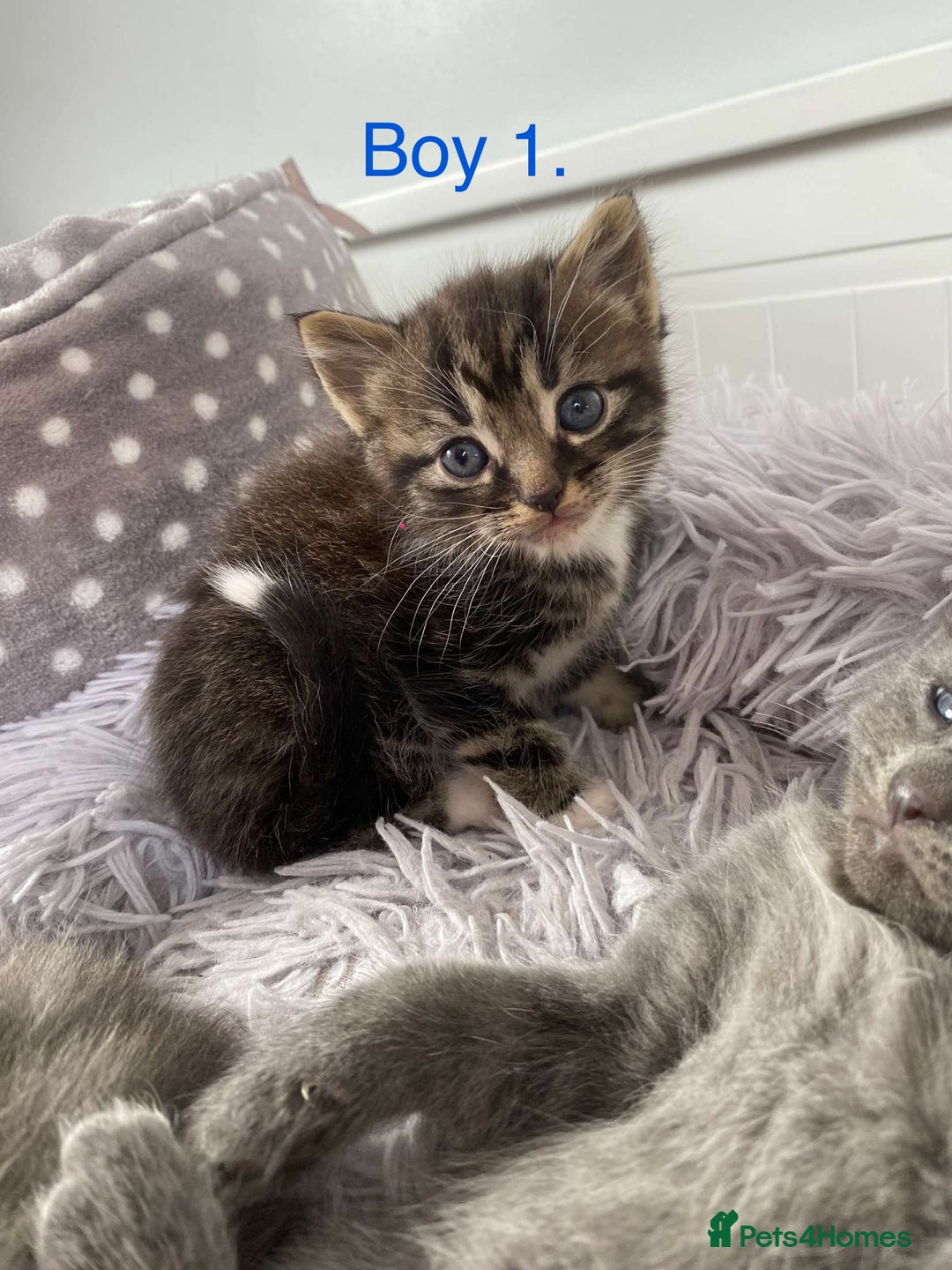 Mixed Breed cats for sale: 5 charming kittens - Image 2