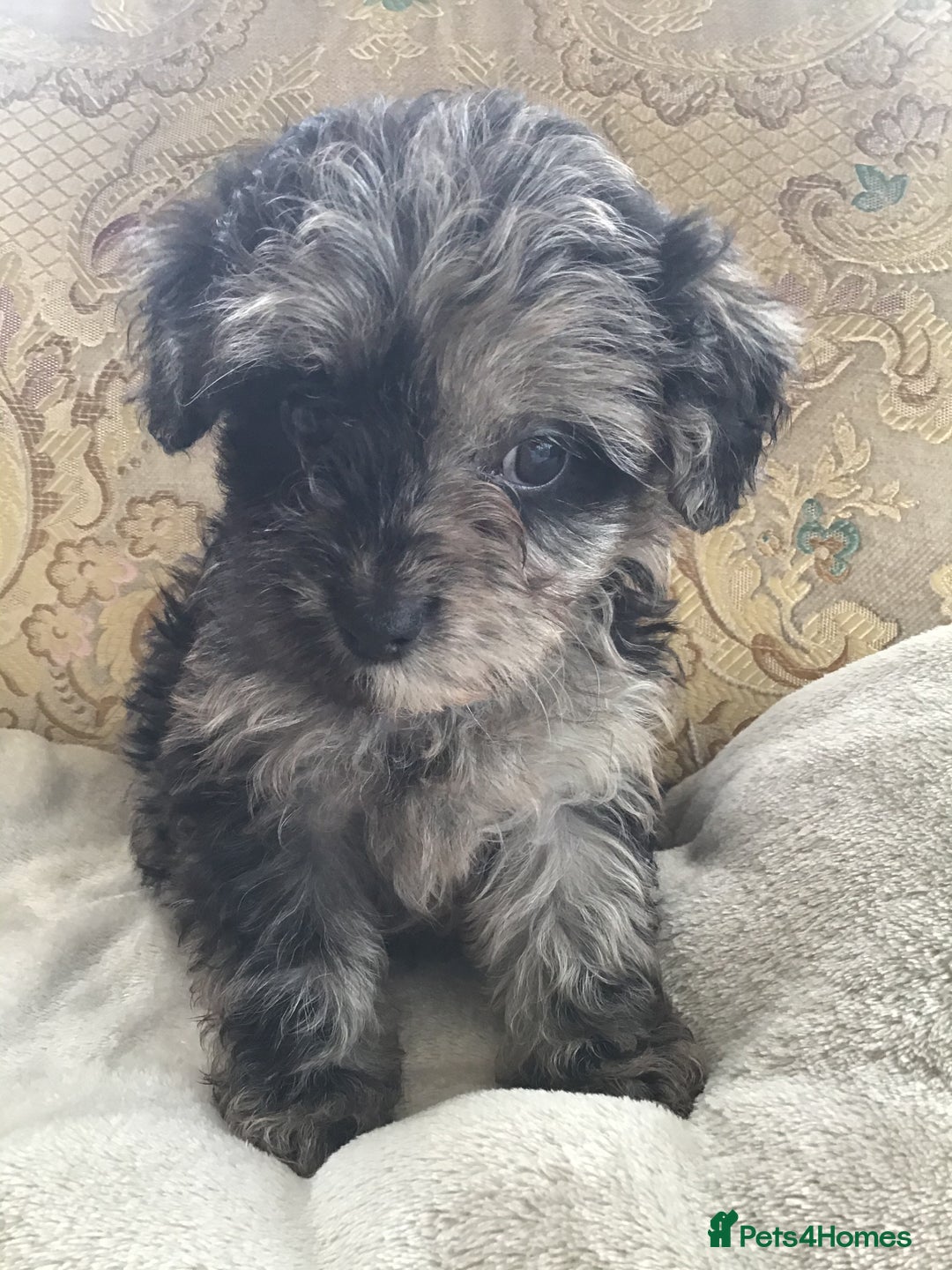 Jackapoo dogs for sale: ***READY NOW*** Gorgeous Jackapoo puppies - Image 14