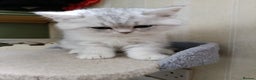 British Shorthair cats for sale: Beautiful  British Shorthair kittens  - Advert 1