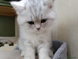 British Shorthair cats Beautiful British Shorthair kittens - Advert 3