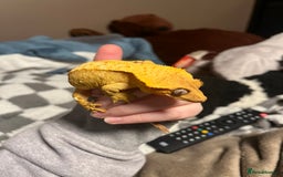 Gecko reptiles for sale: Crested Gecko for sale - Advert 6