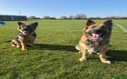 German Shepherd dogs for sale: 2 females German Shepherd Puppies  - Image 3