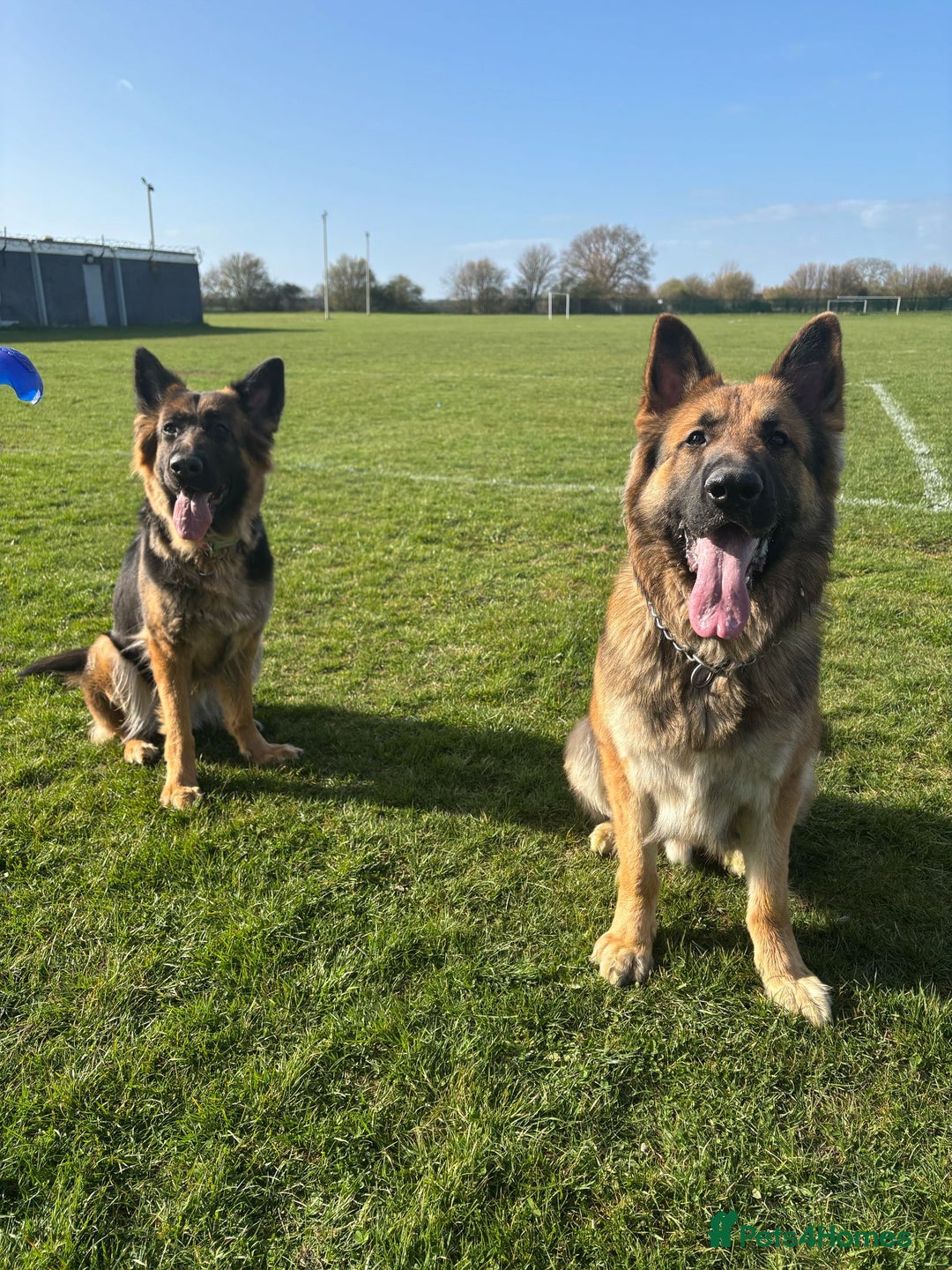German Shepherd dogs for sale: 2 females German Shepherd Puppies  - Image 3