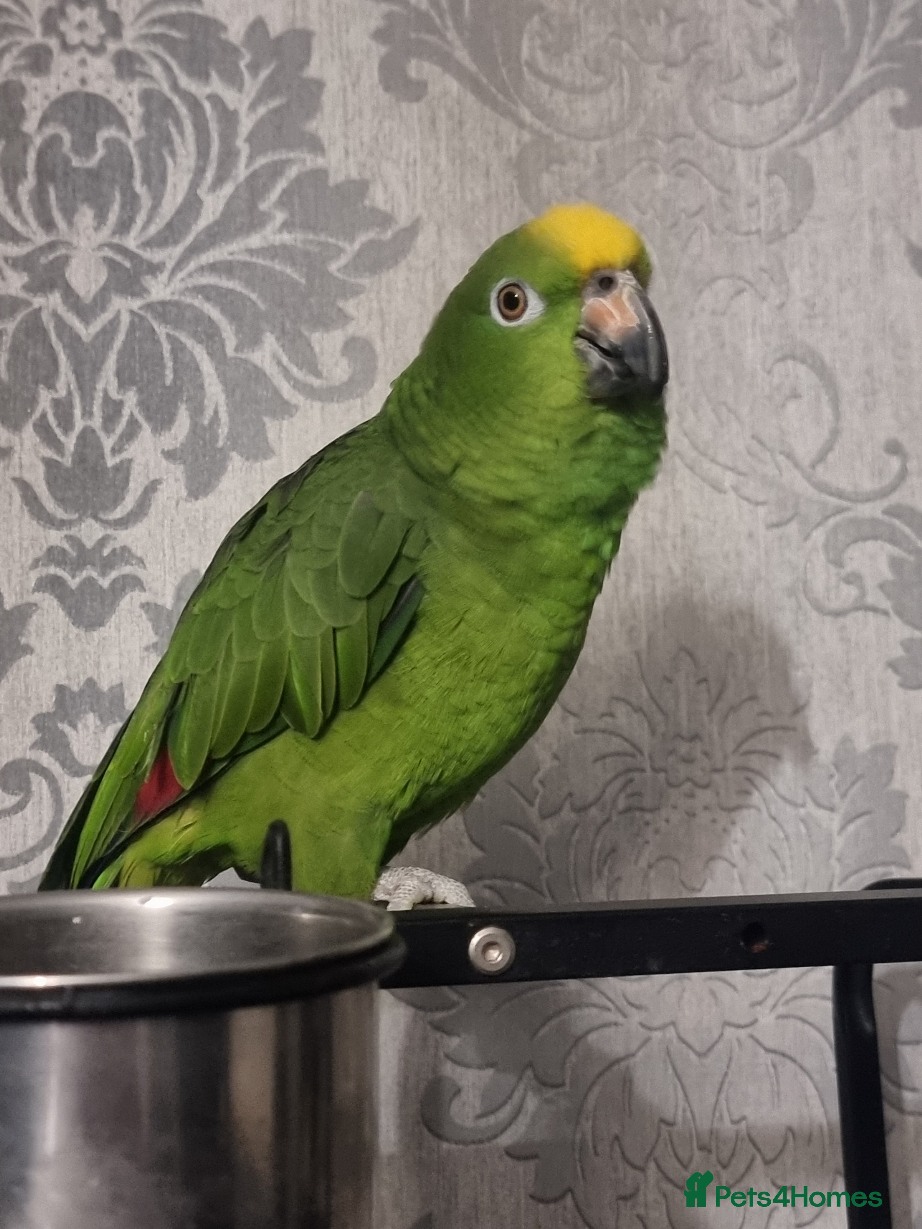 Parrots birds Amazon  - Advert 13