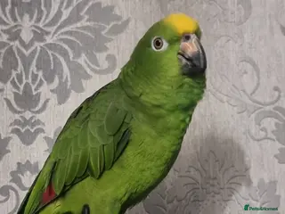 Parrots birds Amazon - Advert 13