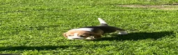 Beagle dogs for sale: Champion Bred Puppies (KC Reg) - Advert 5