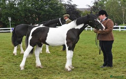Other Breed horses for sale: Fresian x Traditional cob - Image 3