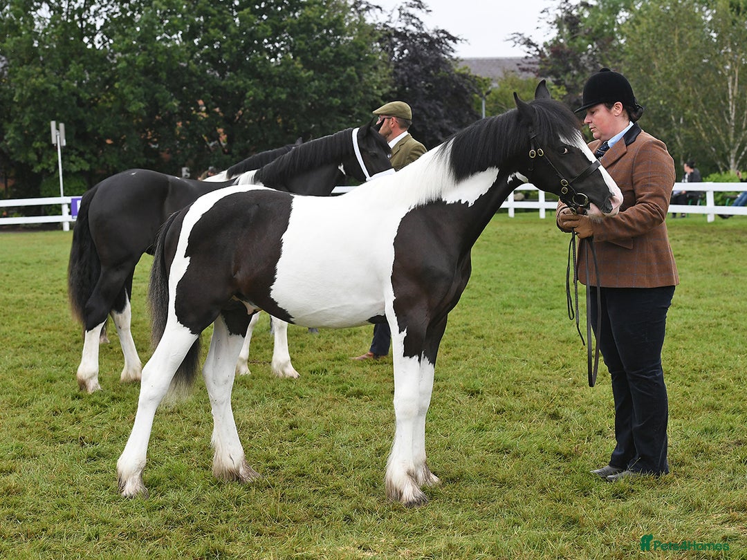 Other Breed horses for sale: Fresian x Traditional cob - Image 3
