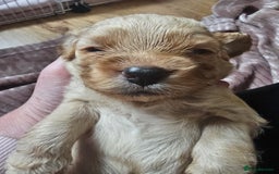 Cockapoo dogs for sale: 4 beautiful cockapoo puppies - Image 9