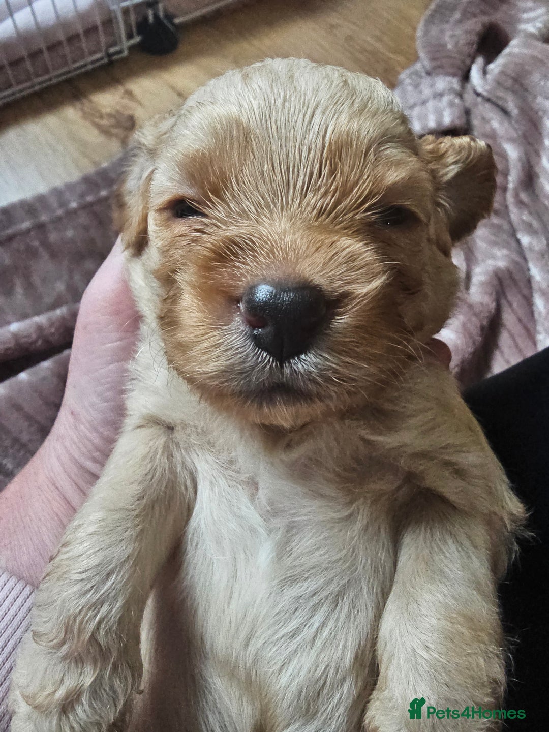Cockapoo dogs for sale: 4 beautiful cockapoo puppies - Image 9
