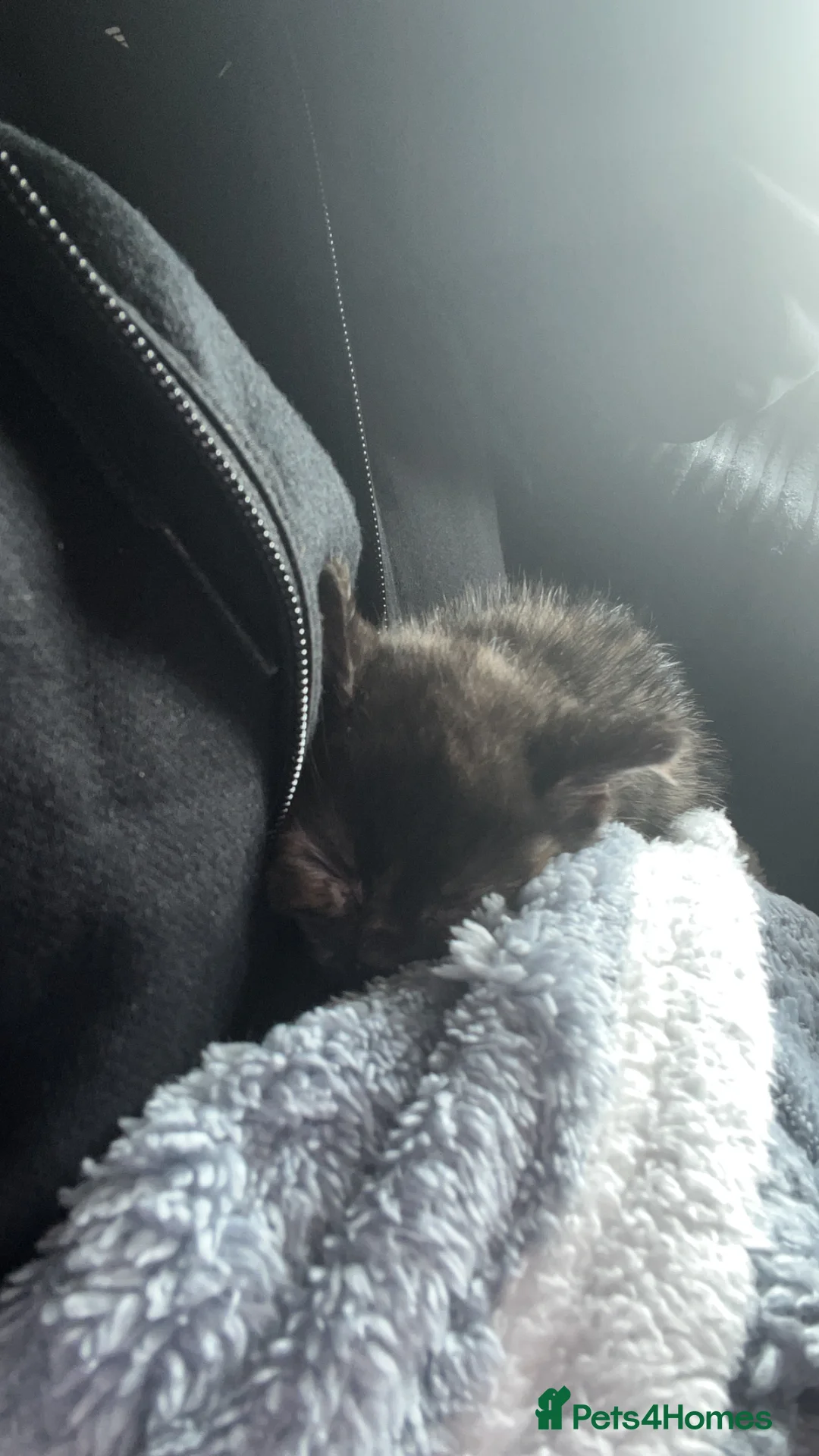 Mixed Breed cats for sale: Female kitten - Advert 3