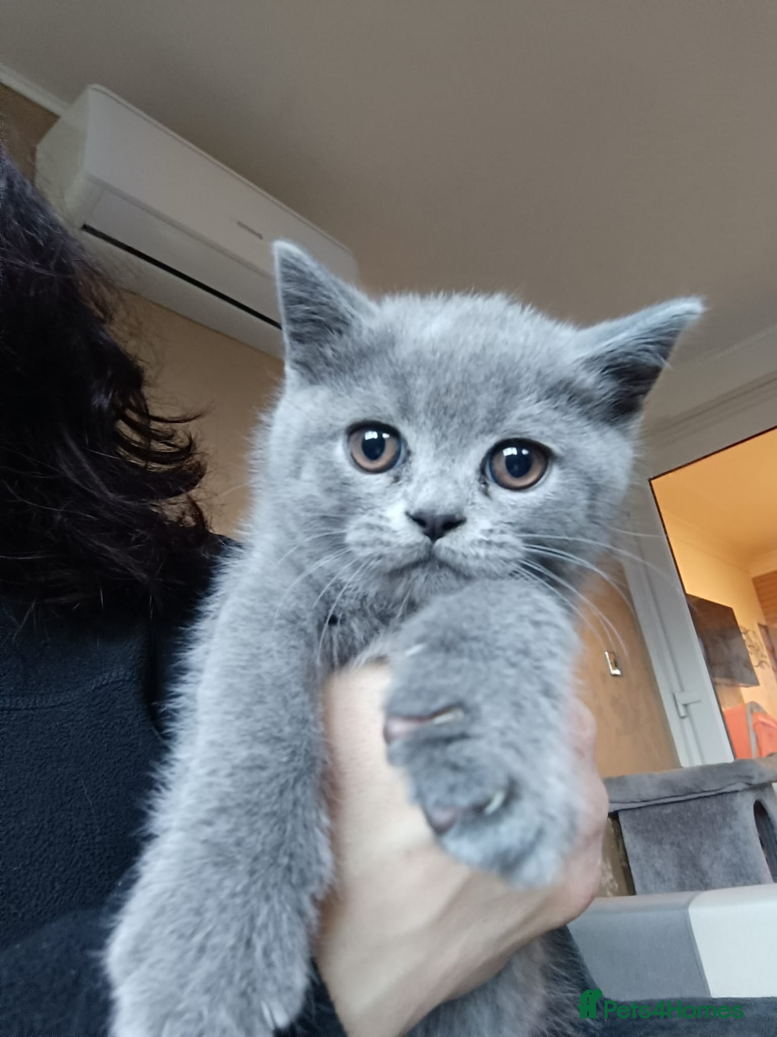 Scottish Fold cats Scottish Fold Kittens - Advert 3