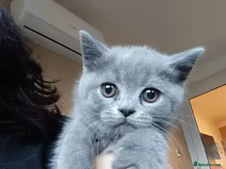 Scottish Fold cats Scottish Fold Kittens - Advert 3