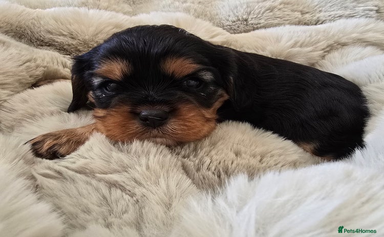 Cavalier King Charles Spaniel dogs - Advert 1