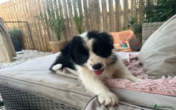 Border Collie dogs for sale: Dylan /Dill - ONLY 4 LEFT International Champion blood line - Image 6