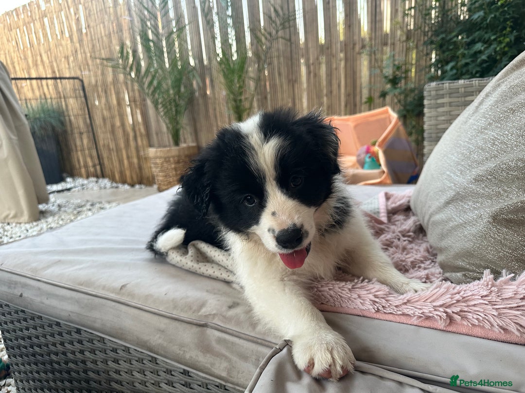 Border Collie dogs for sale: Dylan /Dill - ONLY 4 LEFT International Champion blood line - Image 6