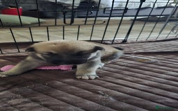 Mixed Breed dogs for sale: Northern Inuit cross American akita  - Image 13