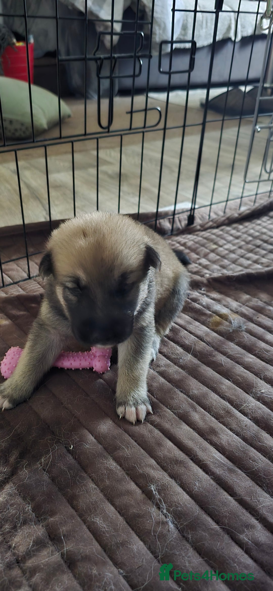 Mixed Breed dogs for sale: Northern Inuit cross American akita  - Image 13