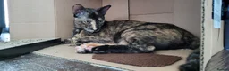 Mixed Breed cats for adoption: Siren - Advert 4