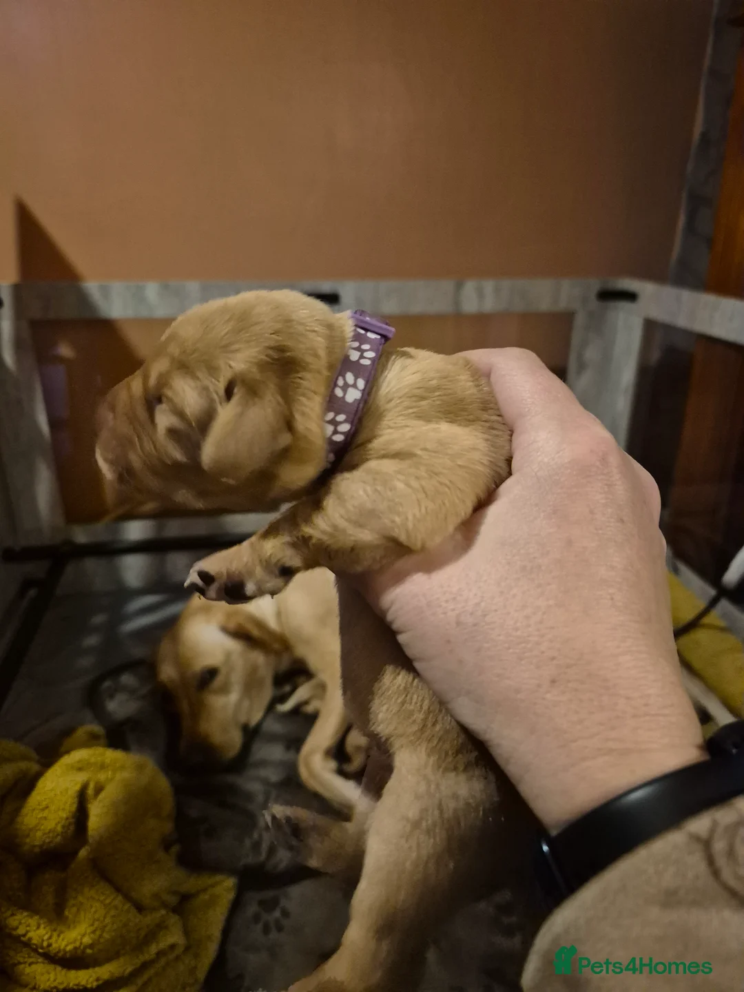 Labrador Retriever dogs for sale: KC Registered Pedigree Labrador Retriever Puppies - Advert 30