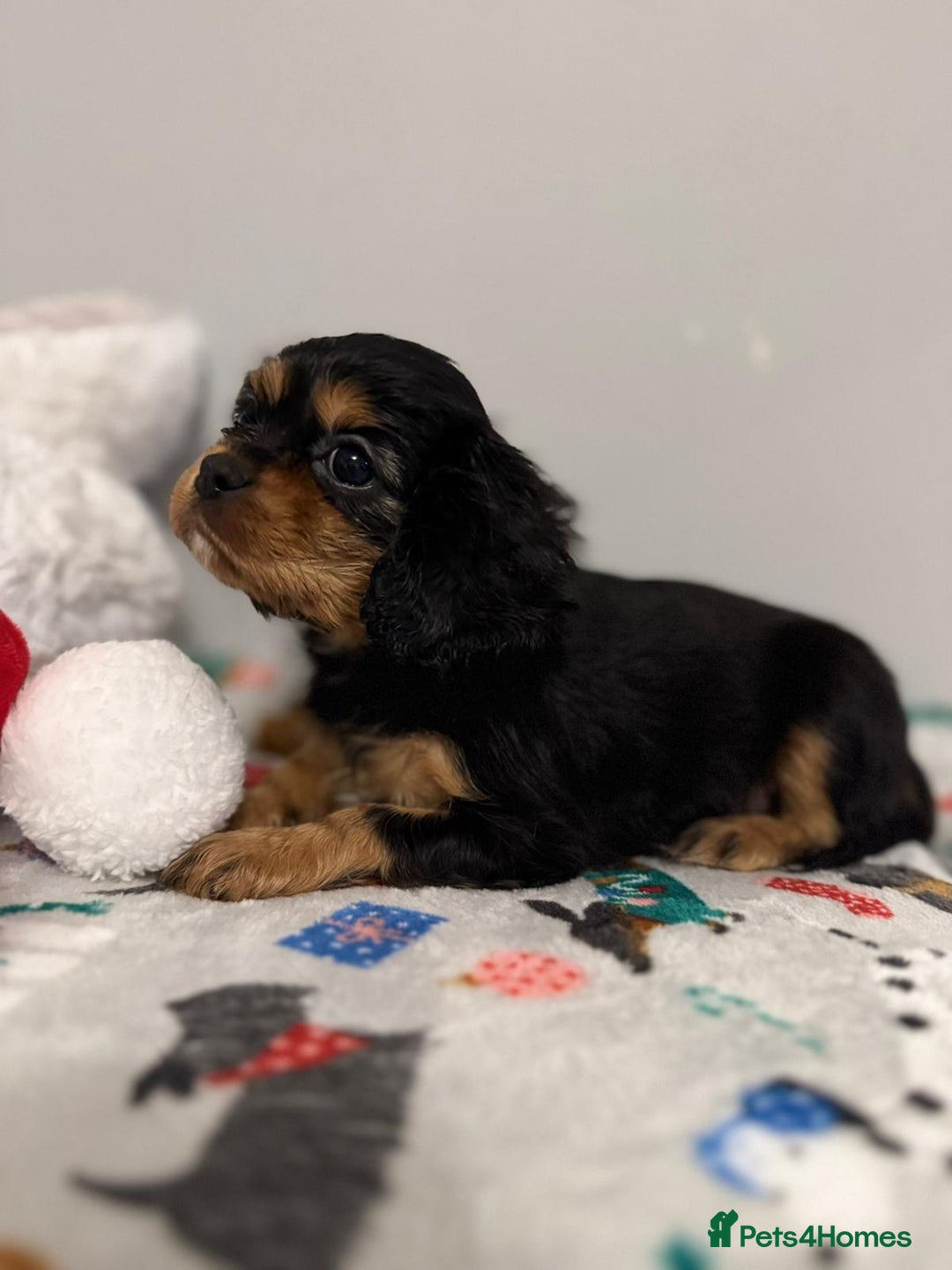 Cavalier King Charles Spaniel dogs for sale: Cavalier King Charles Spaniel Pups KC Reg - Advert 34