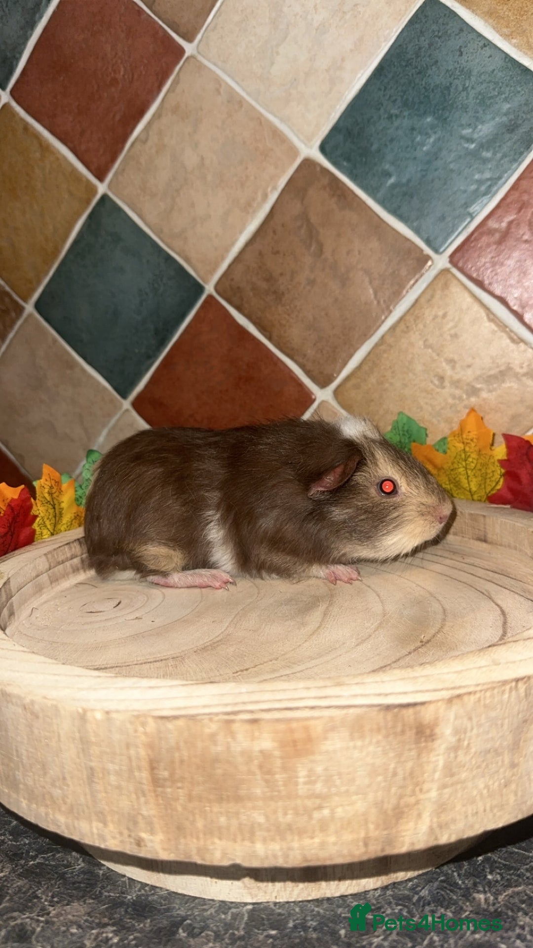 Guinea Pig rodents for sale: Baby guinea pigs  - Advert 8