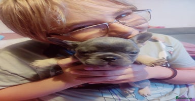 French Bulldog dogs - Advert 3