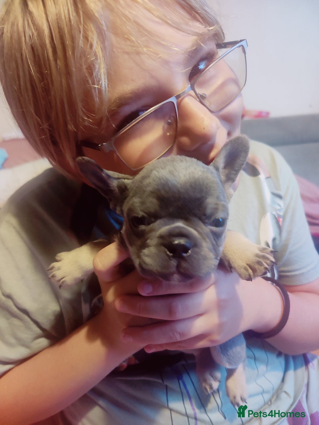 French Bulldog dogs for sale: French bulldog puppies  - Image 2