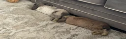 Mini Lop rabbits for sale: 8 Month Old Brother & Sister Mini Lops - Advert 4