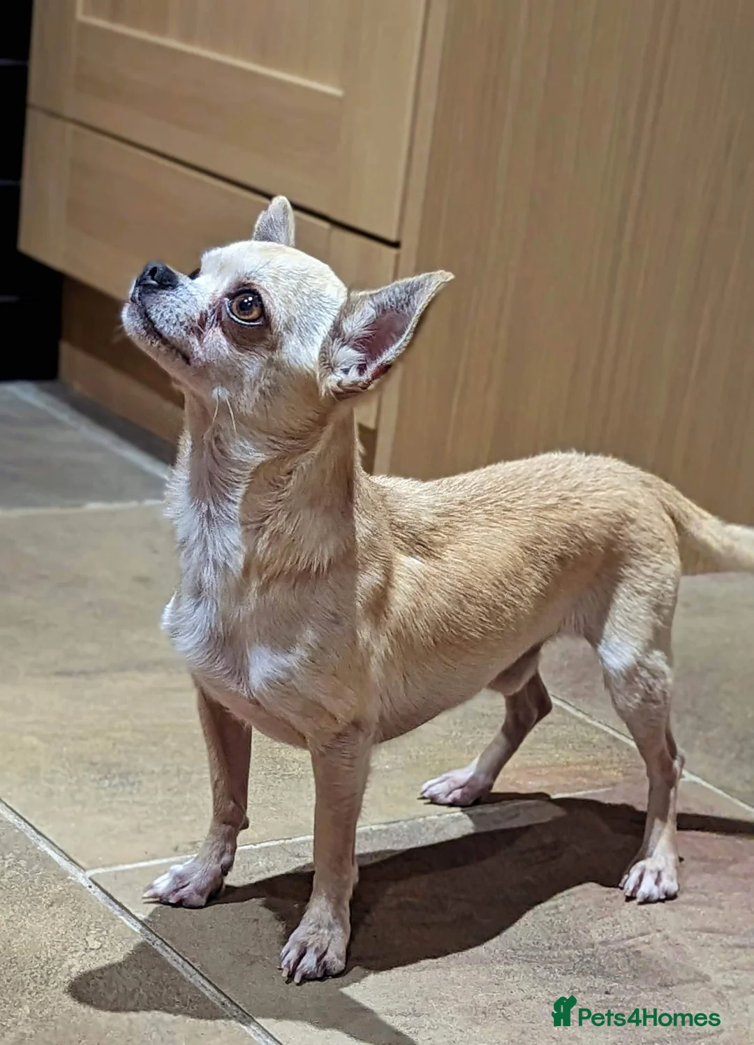 Chihuahua dogs for stud: Ronnie the Stud! in Leeds - Advert 5