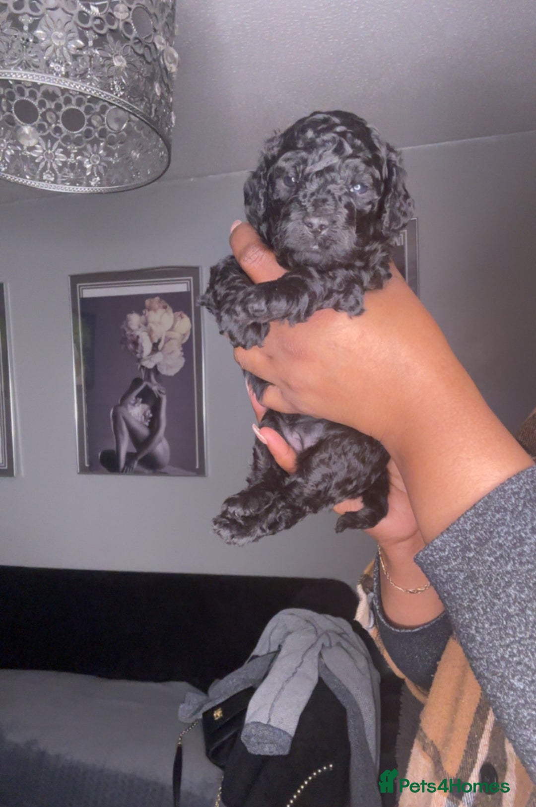 Cockapoo dogs for sale: 🐾 Beautiful Cockapoo Puppies🐾 - Advert 3