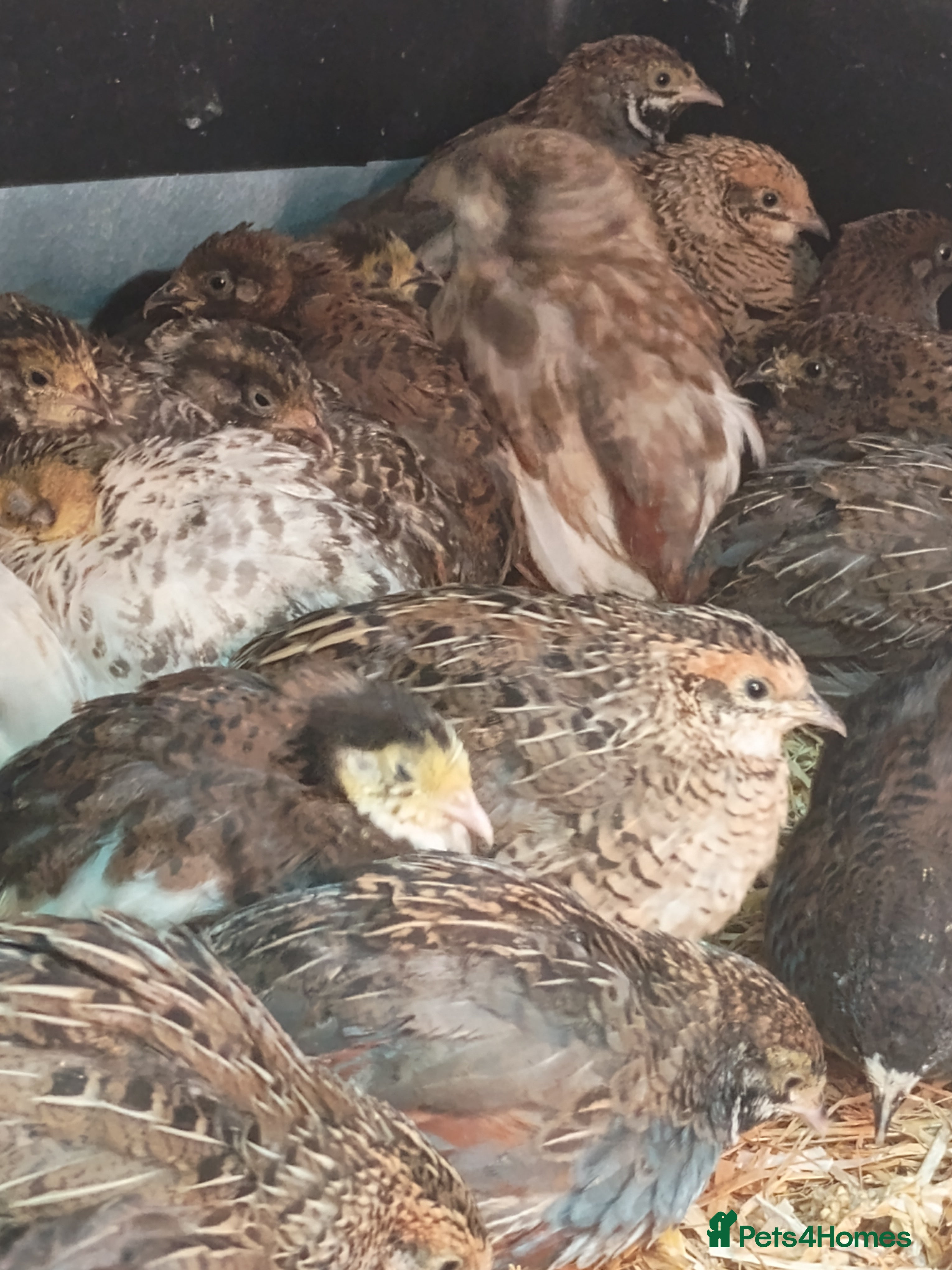 Quail poultry Chinese painted/button quail - Advert 16