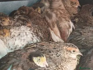 Quail poultry Chinese painted/button quail - Advert 16