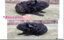 Guinea Pig rodents for sale: Pedigree Lunkarya/blue skinnypig carrier in Rotherham - Image 3