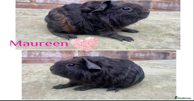 Guinea Pig rodents in Rotherham - Advert 5