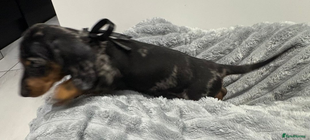 Miniature Dachshund dogs for sale: Gorgeous Miniature Dachshunds - Advert 38