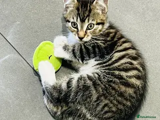 Mixed Breed cats Kittens 11 weeks old x3 - Advert 17