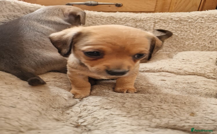 Chiweenie dogs - Advert 4