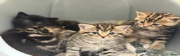 British Shorthair cats for sale: 5 Adorable Kittens – British Shorthair Cross 🐾 - Advert 8