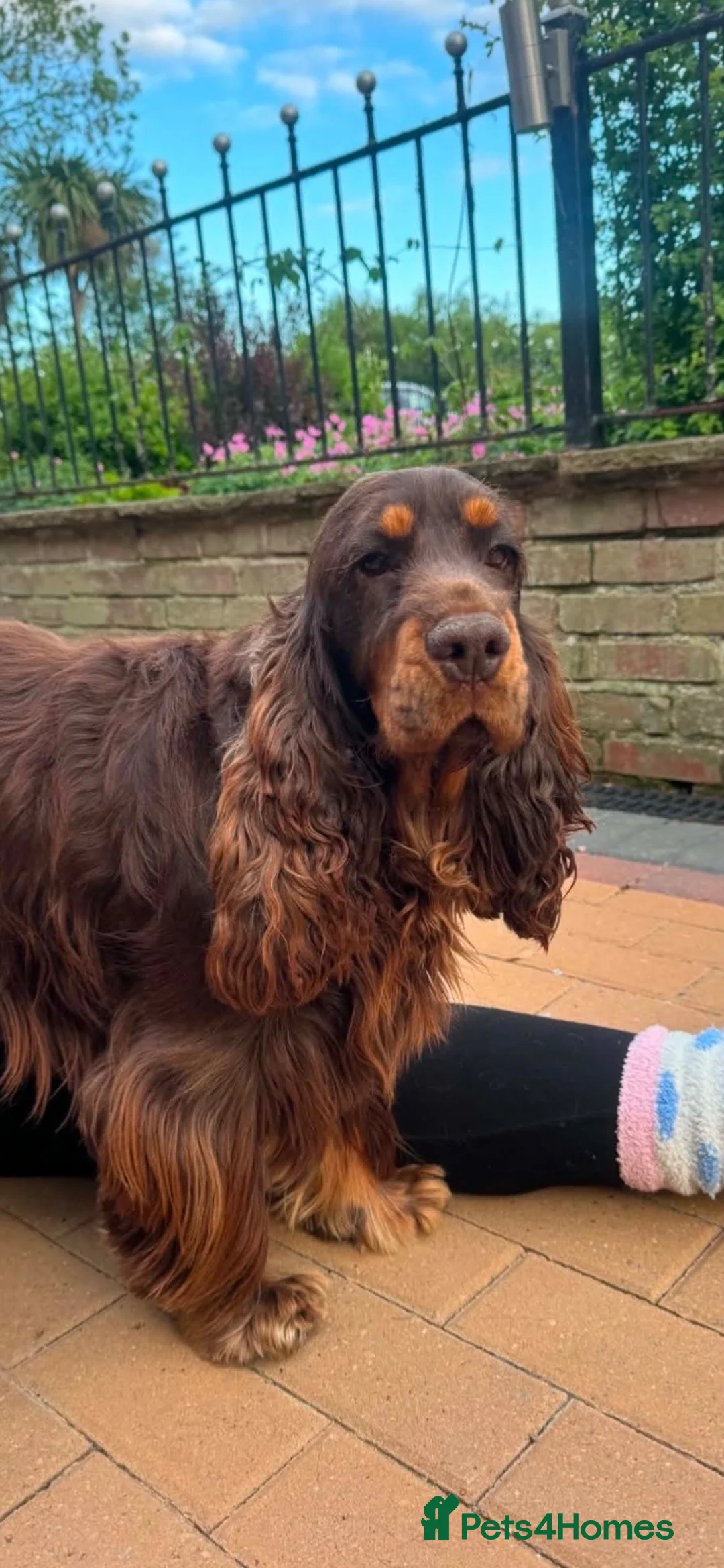 Cocker Spaniel dogs for sale: Outstanding cocker spaniel puppies in Leeds - Advert 2