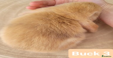 Mini Lop rabbits in Shaftesbury - Advert 6