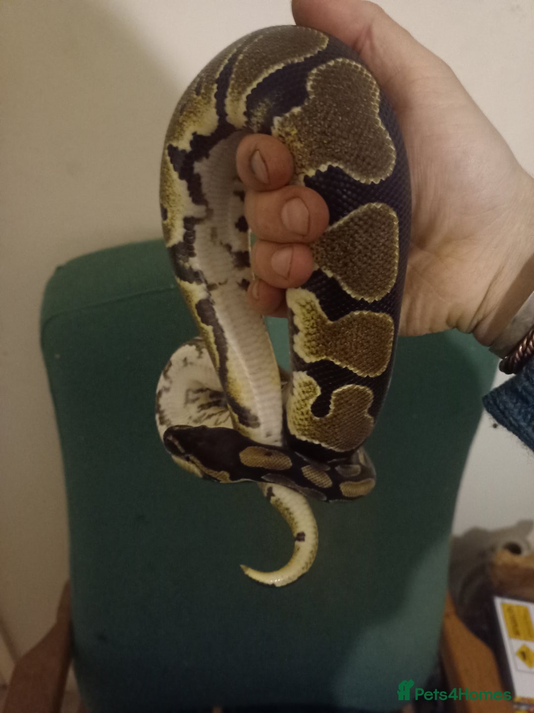 Python Snake reptiles for sale: Beautiful royal python for rehoming - Image 5