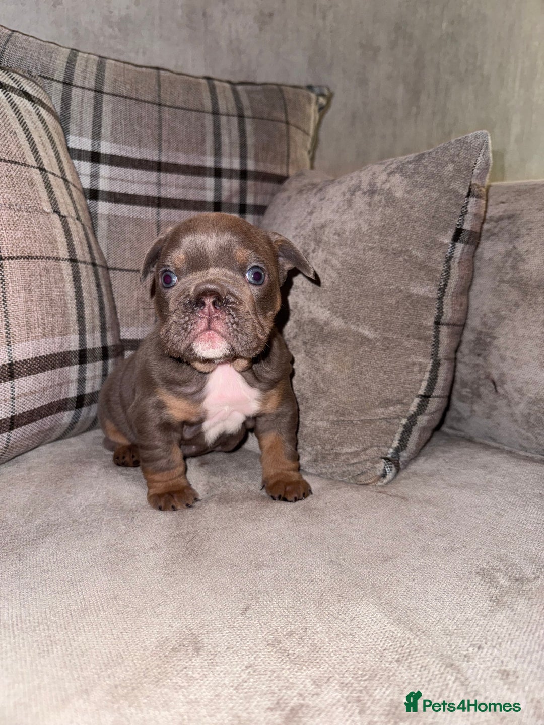 English Bulldog dogs for sale: English Bulldogs ready to leave 10/12/25  - Advert 29