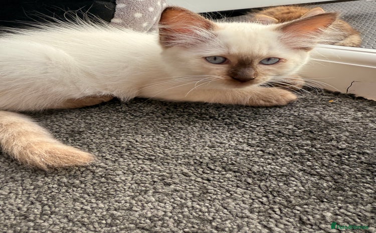 Ragdoll cats - Advert 2